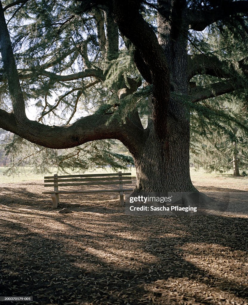 Wooden bench under tree in park, sunset