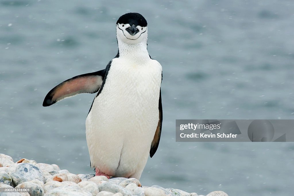 Chinstrap penguin (Pygoscelis antarctica) in snow beside bay