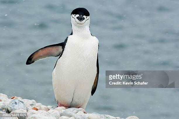 chinstrap penguin (pygoscelis antarctica) in snow beside bay - pinguim da antártica - fotografias e filmes do acervo