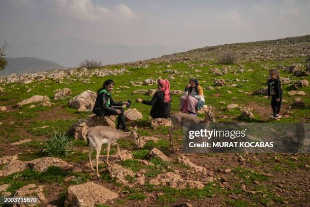 Preserving heritage and fostering harmony: Gazella Gazelles find sanctuary and companionship in the villages of Hatay, where they are protected and...