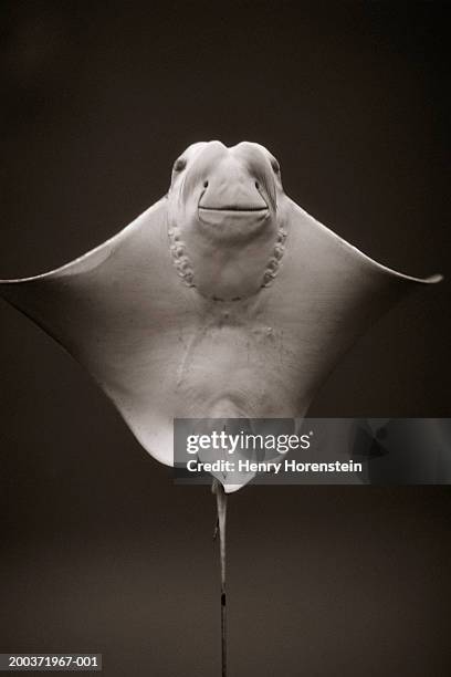 Cow Nose Ray Photos and Premium High Res Pictures - Getty Images