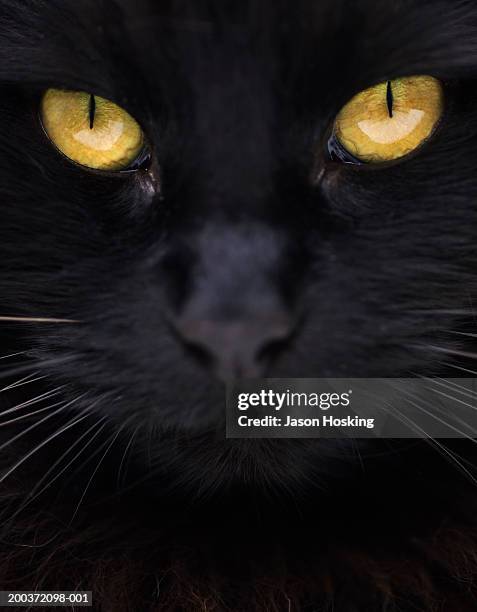 close-up of black cat with yellow eyes - whisker fotografías e imágenes de stock