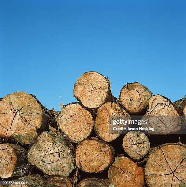 cross section of cut trees against blue sky - depósito de madeiras imagens e fotografias de stock