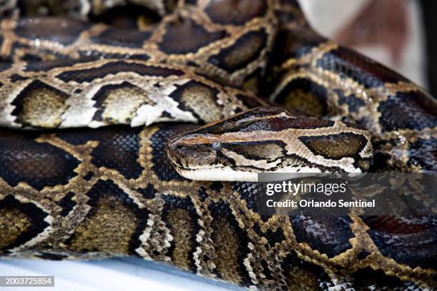 In a file photo, Donna Kalil, a python hunter who removes invasive Burmese pythons, shows a recent catch at a service plaza near Miami on April 23,...