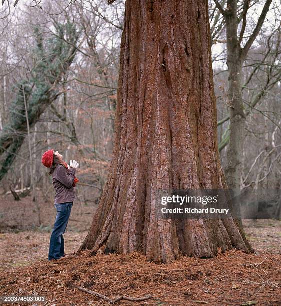 woman in wood looking up at giant sequoia tree - giant sequoia stock-fotos und bilder