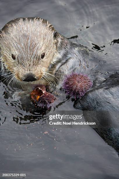 sea otter (enhydra lutris) eating sea urchin, captive - oursin de mer photos et images de collection