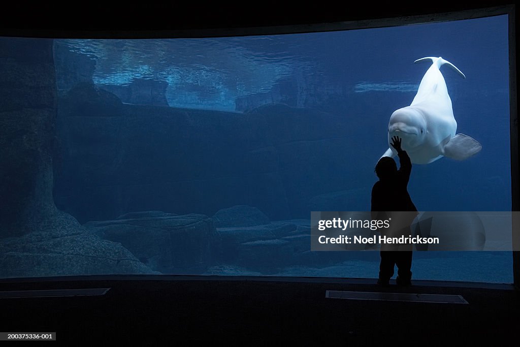 Silhouette of boy touching aquarium glass with Beluga whale, captive