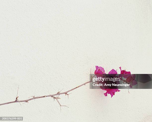 bougainvillea glabra against white wall - bougainvillea stock pictures, royalty-free photos & images