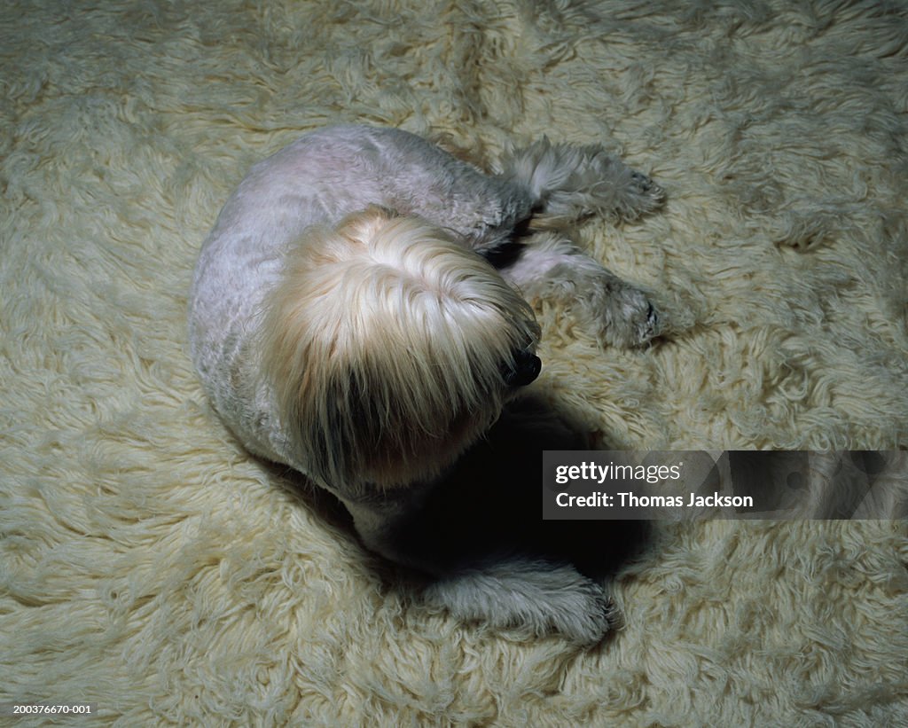 White dog on white carpet, overhead view