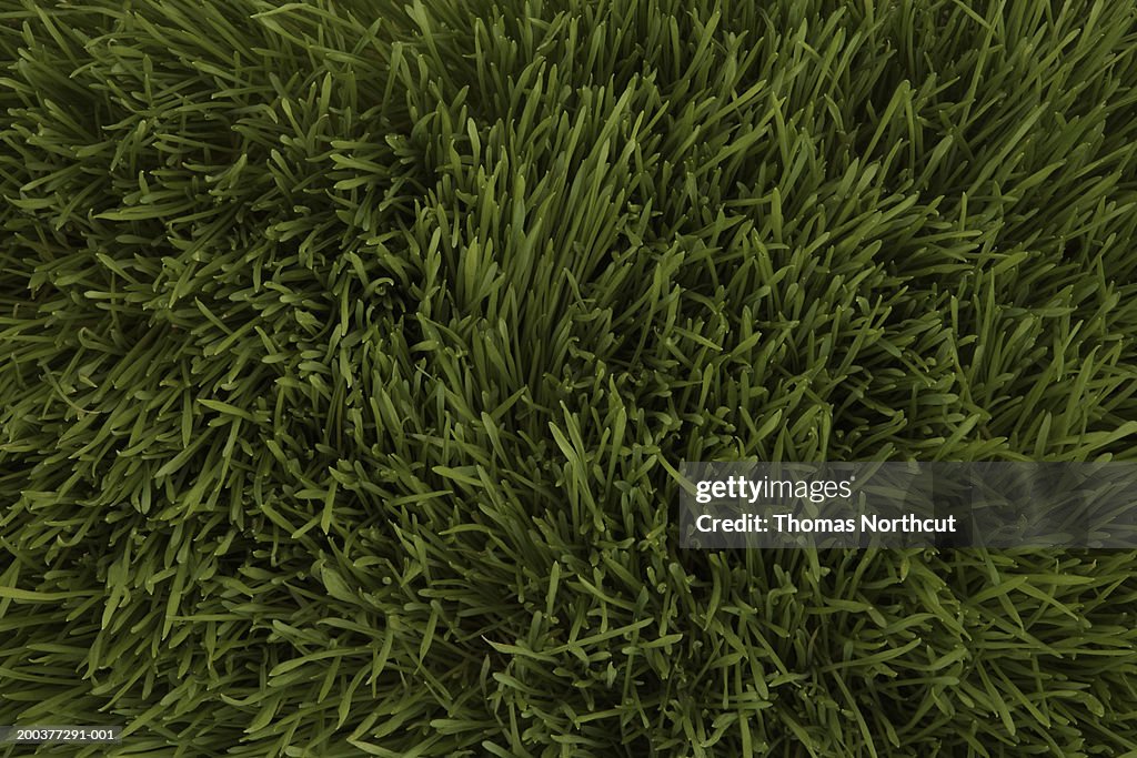 Wheatgrass, full frame