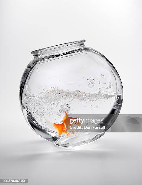 fantail goldfish (carassius auratus) in tipsy fishbowl - fish bowl stock-fotos und bilder