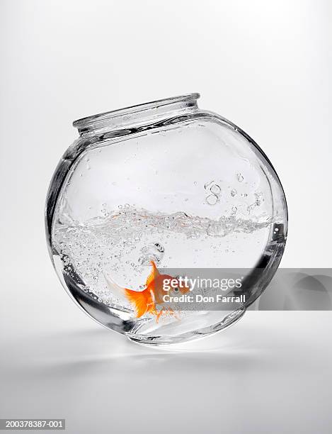 fantail goldfish (carassius auratus) in tipsy fishbowl - carassius auratus auratus stock pictures, royalty-free photos & images