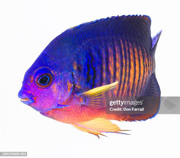 two-spined angelfish (centropyge bispinosa) - angelfish stock pictures, royalty-free photos & images