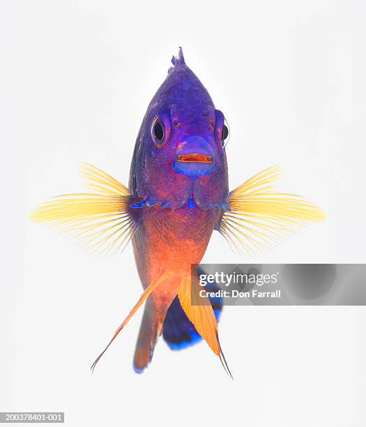 two-spined angelfish (centropyge bispinosa) - angelfish stock pictures, royalty-free photos & images