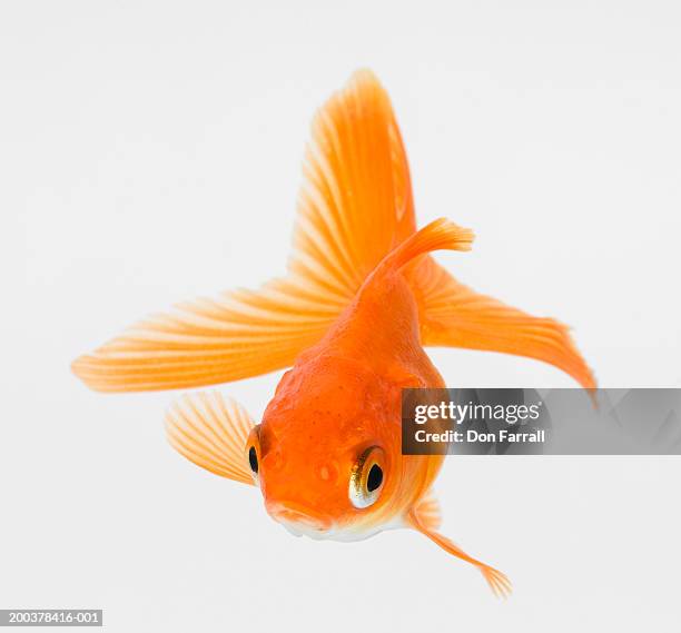 fantail goldfish (carassius auratus) - peixe dourado imagens e fotografias de stock