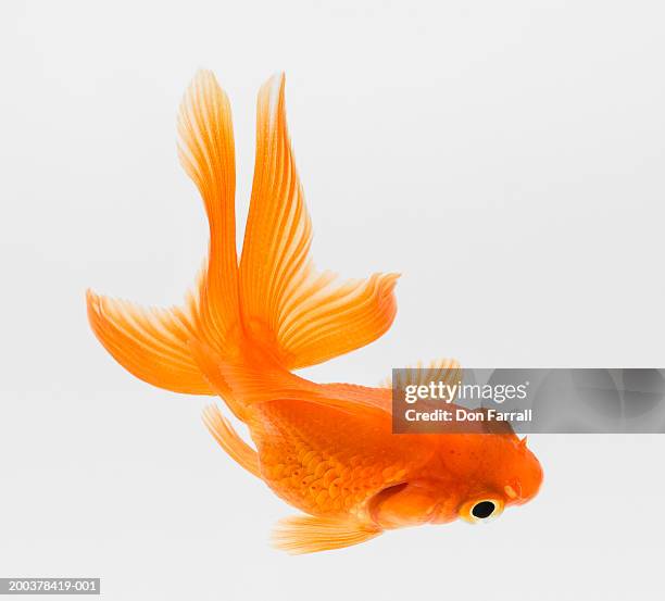 fantail goldfish (carassius auratus), elevated view - carassius auratus auratus stock pictures, royalty-free photos & images