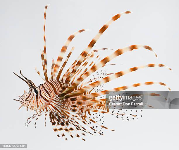 red lionfish (pterois volitans) - lion fish stock-fotos und bilder