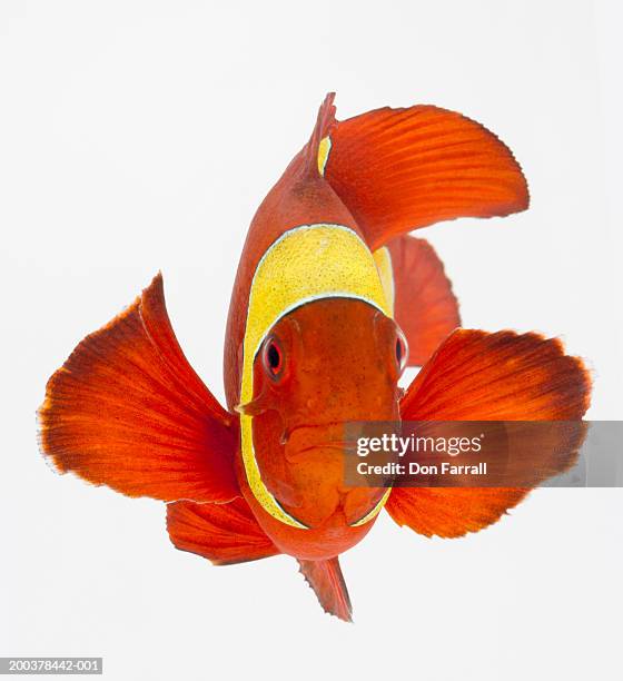 Fish Front View Photos and Premium High Res Pictures - Getty Images