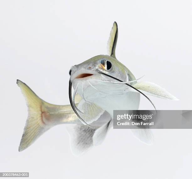 tete sea catfish (hexanematichthys seemanni) - catfish stock pictures, royalty-free photos & images