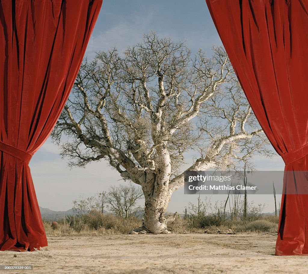 Red curtain in front of tree