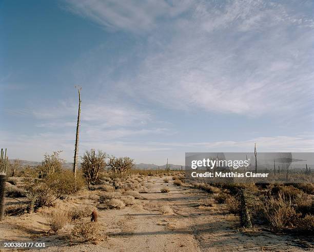 desert road - schiereiland baja california stockfoto's en -beelden