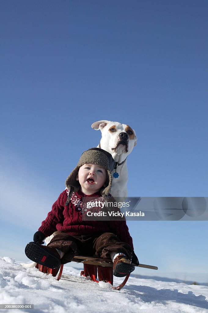 Baby boy (9-12 months) and American Staffordshire terrier on sled