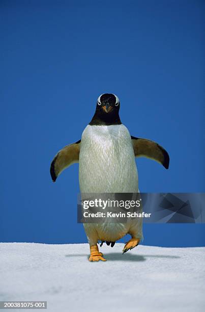 gentoo penguin (pygoscelis papua) on snowy landscape (digital composite) - wingwalking stock pictures, royalty-free photos & images