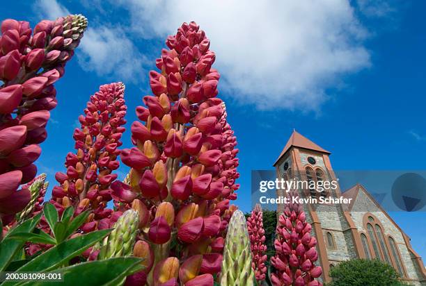 falkland islands, port stanley, christ church cathedral and lupine - east falkland island 個照片及圖片檔