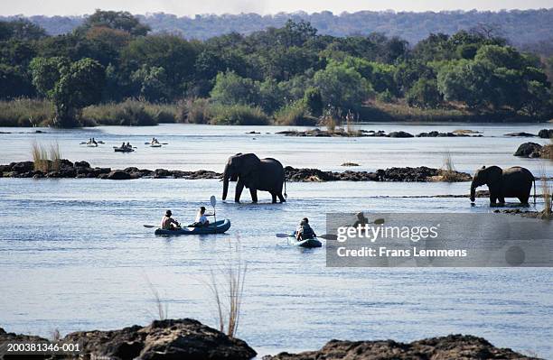 zimbabwe, tourists in boats watching elephants cross zambezi river - zambezi river stock pictures, royalty-free photos & images
