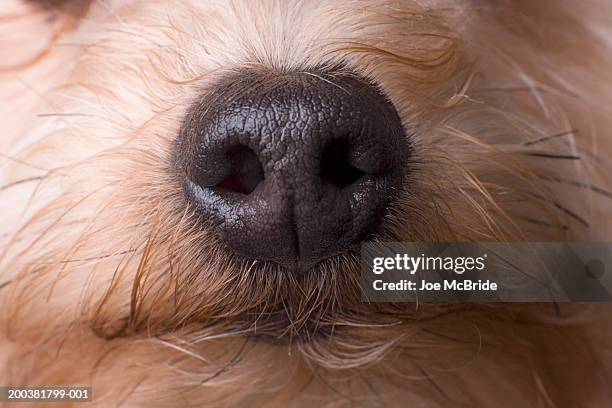 yorkshire terrier's nose, front view - terrier du yorkshire photos et images de collection
