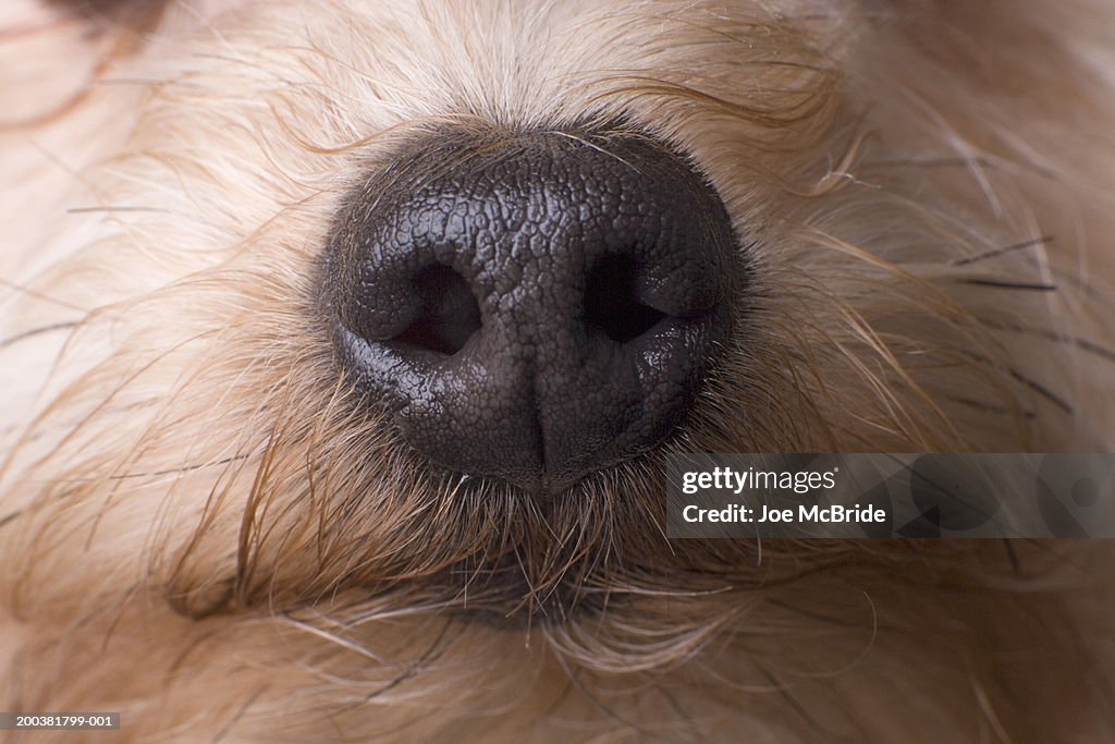 Yorkshire Terrier's nose, front view