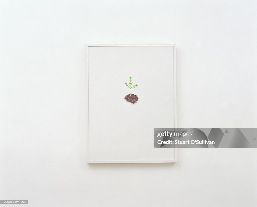 Picture of plant mounted on white wall