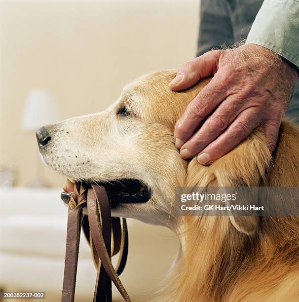 golden retriever holding lead in mouth, senior man patting dog's head - old golden retriever stock pictures, royalty-free photos & images