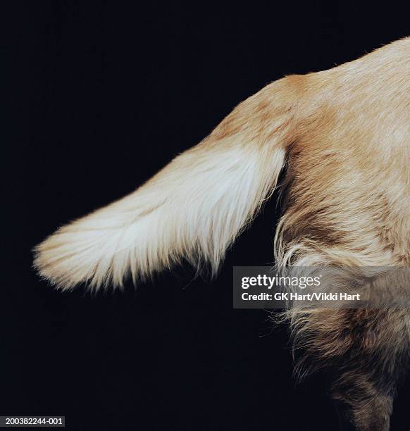 golden retriever holding out tail, side view, close-up - golden retriever stock pictures, royalty-free photos & images