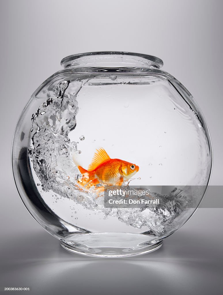 Goldfish (Carassius auratus) in fish bowl with sloshing water
