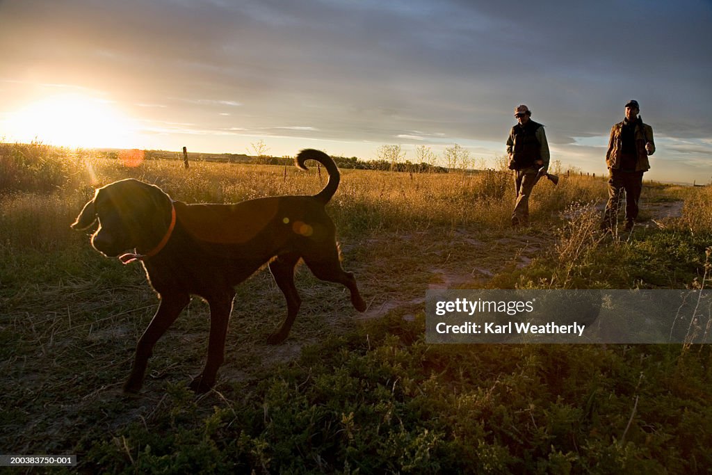 Two quail hunters and chocolate Labrador retriever in field at sunrise