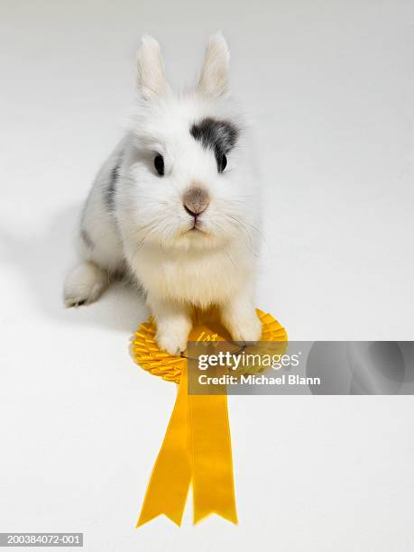 Blue Rabbit Paws 775 Rabbit Paws Stock Photos, High-Res Pictures, and Images - Getty Images