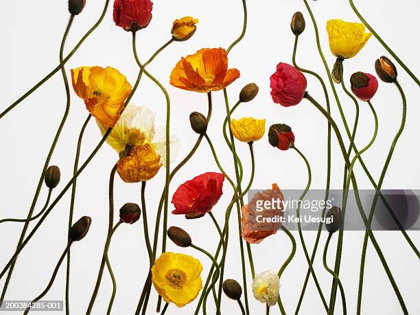 various poppies - bud stock pictures, royalty-free photos & images