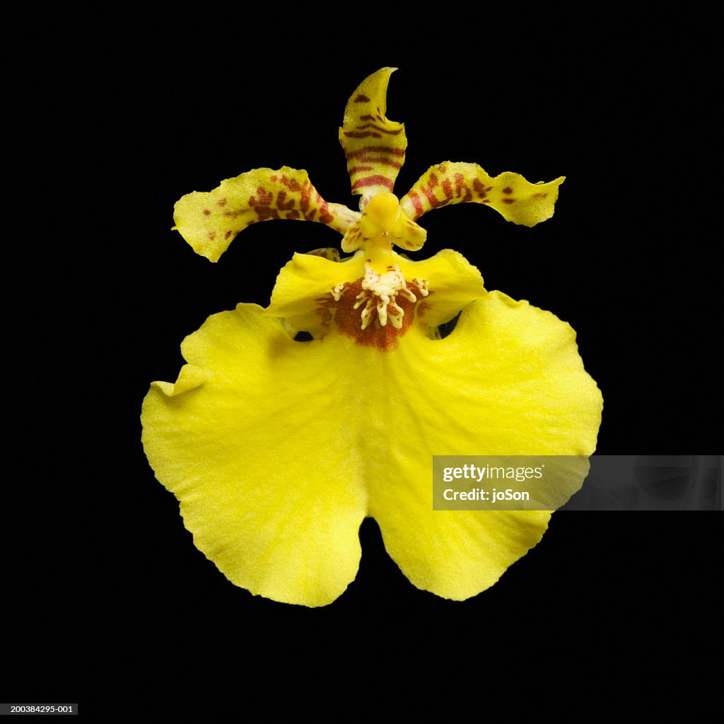 Oncidium orchid (Oncidium)