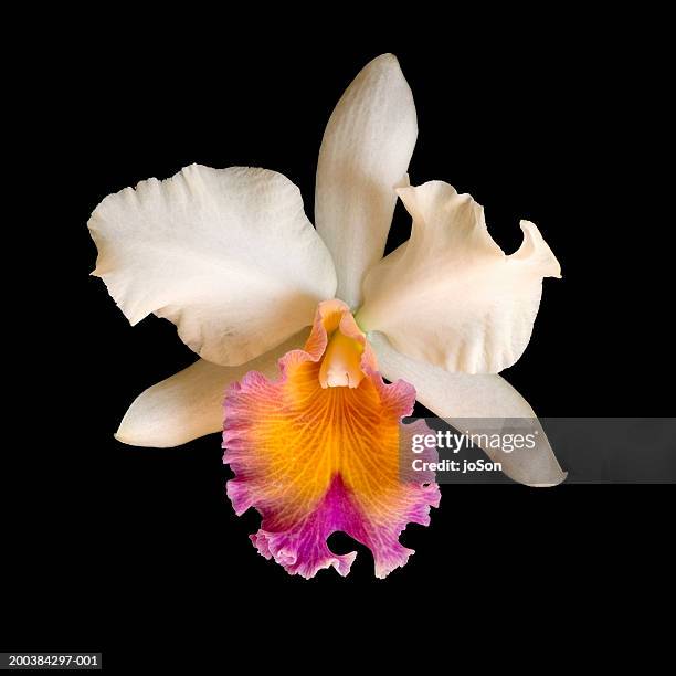 cattleya orchid (cattelya sp.) - orchid 個照片及圖片檔