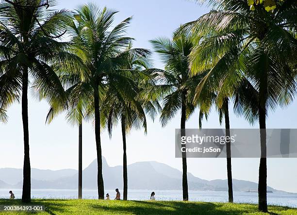 people walking near palm trees - flamengo park stock pictures, royalty-free photos & images