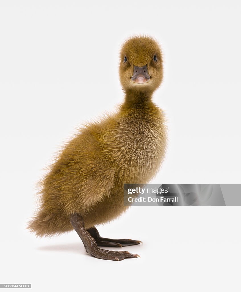 Khaki Campbell duckling (Anas platyrhynchos), side view