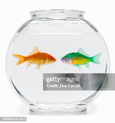 Two Fish Face To Face In Fishbowl Side View High-Res Stock Photo - Getty  Images