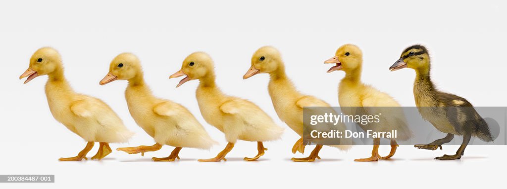 Six ducklings in row, side view (Digital Composite)