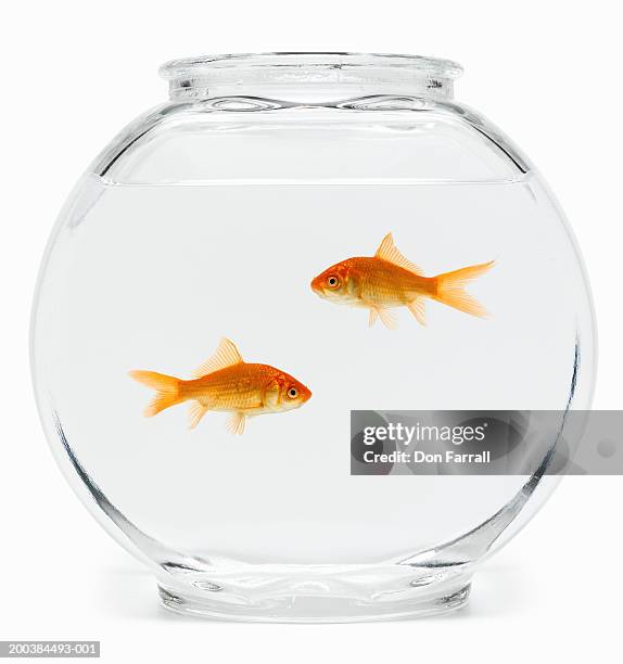 two goldfish (carassius auratus) in fishbowl, side view - fish tank stock pictures, royalty-free photos & images