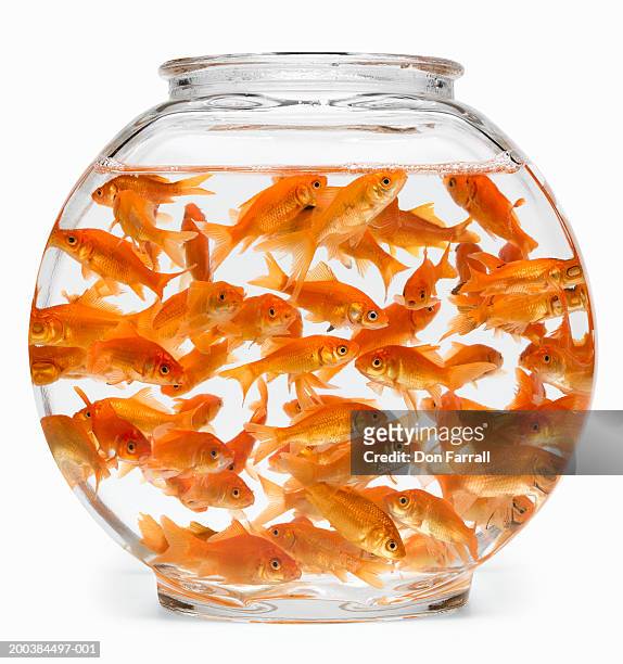 sixty goldfish (carassius auratus) in fishbowl - carassius auratus auratus stock pictures, royalty-free photos & images