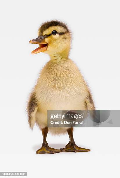 mallard duckling (anas platyrhynchos) - duckling stockfoto's en -beelden