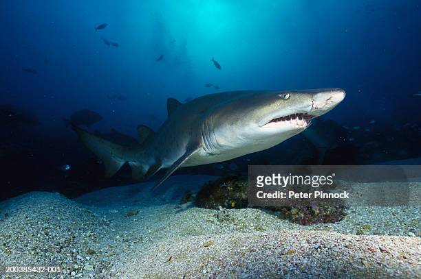 sand tiger shark (carcharias taurus) mouth open - sand tiger shark stock pictures, royalty-free photos & images
