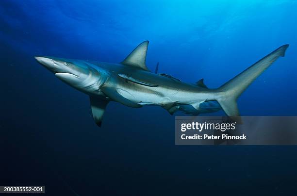 blacktip reef shark (carcharhinus melanopterus) and sharksucker fish (echeneis naucrates) - echeneis remora stock pictures, royalty-free photos & images