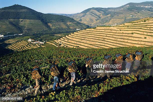 portugal, douro, vineyard workers carrying baskets of grapes - the douro imagens e fotografias de stock